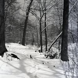 Hatch Woods main trail in winter