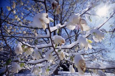 Magnolia (magnolia), flowers