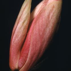 Magnolia (magnolia), flower
