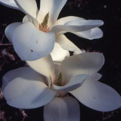 Magnolia kobus var. borealis (northern Japanese magnolia), flowers detail