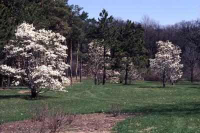 Magnolia (magnolia), habit, spring