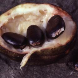 Asimina triloba (pawpaw), seeds and fruit detail