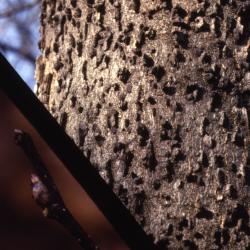 Celtis occidentalis (hackberry), mature bark and buds detail
