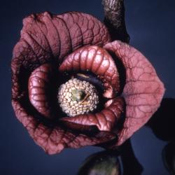 Asimina triloba (pawpaw), flower detail