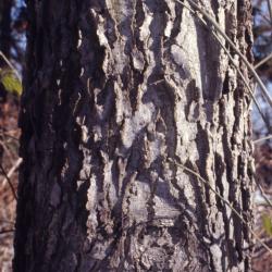 Celtis occidentalis (hackberry), bark on tree