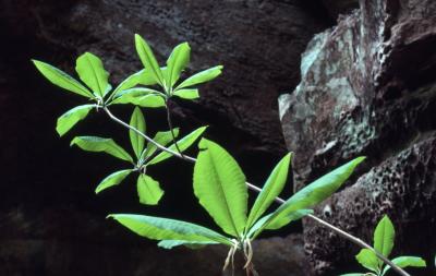 Asimina triloba (pawpaw), new leaves detail