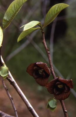 Asimina triloba (pawpaw), twigs in bloom