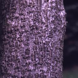 Asimina triloba (pawpaw), bark detail