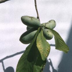 Asimina triloba (pawpaw), immature fruit and leaves