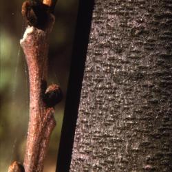 Asimina triloba (pawpaw), buds and bark detail