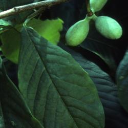Asimina triloba (pawpaw), new fruit and leaves detail
