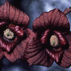 Asimina triloba (pawpaw), flowers