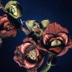Asimina triloba (pawpaw), flowers detail