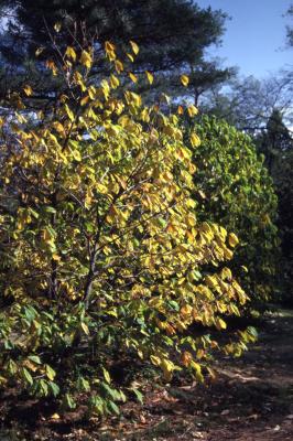 Asimina triloba (pawpaw), fall foliage