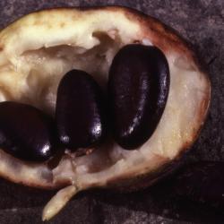 Asimina triloba (pawpaw), seeds and fruit