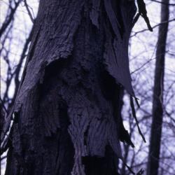 Carya ovata (shagbark hickory), trunk with bark detail