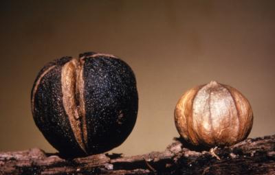 Carya ovata (shagbark hickory), fruit and nut detail