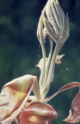 Carya ovata (shagbark hickory), unfolding bud