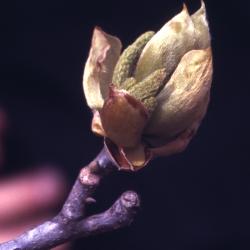 Carya ovata (shagbark hickory), flowers and buds detail