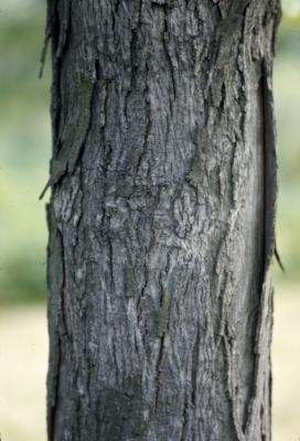 Carya ovata (shagbark hickory), maturing young bark