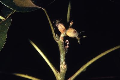 Carya ovata (shagbark hickory), axillary flowers