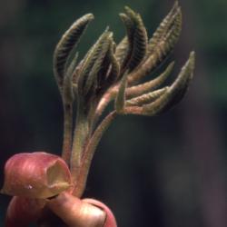 Carya ovata (shagbark hickory),  unfolding leaves