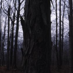 Carya ovata (shagbark hickory), trunk detail