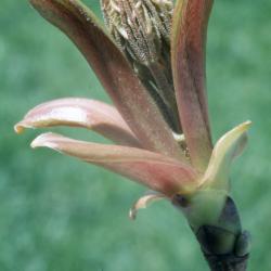 Carya ovata (shagbark hickory), bud bursting