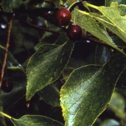 Celtis occidentalis (hackberry), fruit and leaves detail