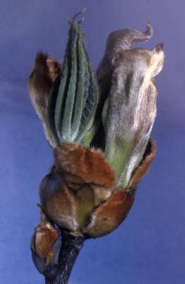 Carya ovata (shagbark hickory), budding leaves