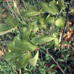 Carya ovata (shagbark hickory), leaves on young tree