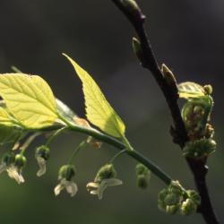 Celtis occidentalis (hackberry), emerging flowers and leaves