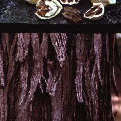 Carya ovata (shagbark hickory), fruit and bark detail