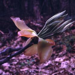 Carya ovata (shagbark hickory), new leaves and buds