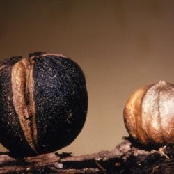 Carya ovata (shagbark hickory), fruit and nut detail
