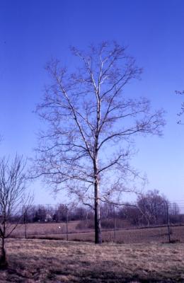 Celtis occidentalis (hackberry), habit, bare branches