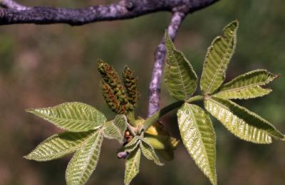 Carya ovata (shagbark hickory), twig in bloom