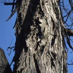 Carya ovata (shagbark hickory), trunk and branches detail