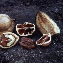 Carya ovata (shagbark hickory), study of fruit