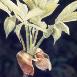 Carya ovata (shagbark hickory), new leaves