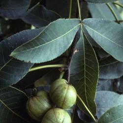 Carya ovata (shagbark hickory), fruit with leaves