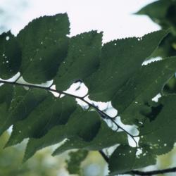 Celtis occidentalis (hackberry), leaves detail