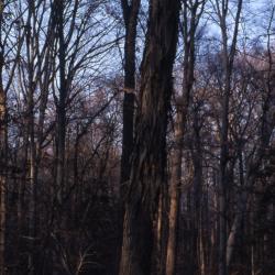 Carya ovata (shagbark hickory), bark on tall tree