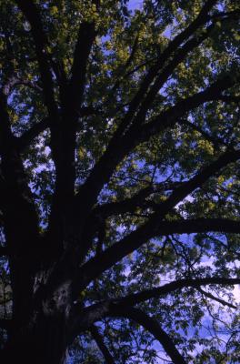 Carya ovata (shagbark hickory), trunk and crown