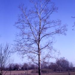 Celtis occidentalis (hackberry), habit, bare branches