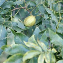 Carya ovata (shagbark hickory), fruit amongst leaves