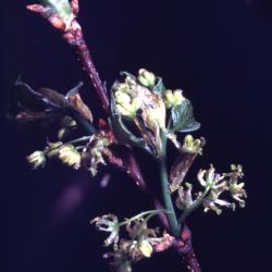 Celtis occidentalis (hackberry), flowering twig tip