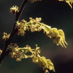 Celtis occidentalis (hackberry), flowers and new leaves detail