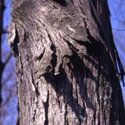Carya ovata (shagbark hickory), bark detail