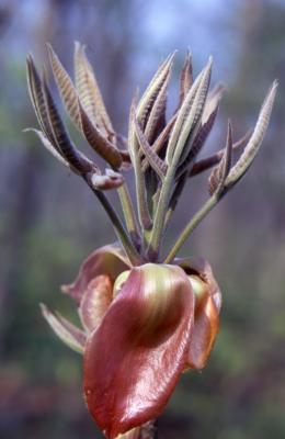 Carya ovata (shagbark hickory), new leaves detail